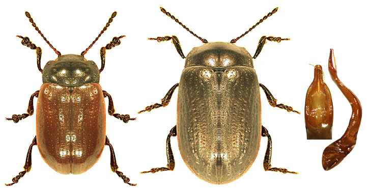 Chrysolina marginata